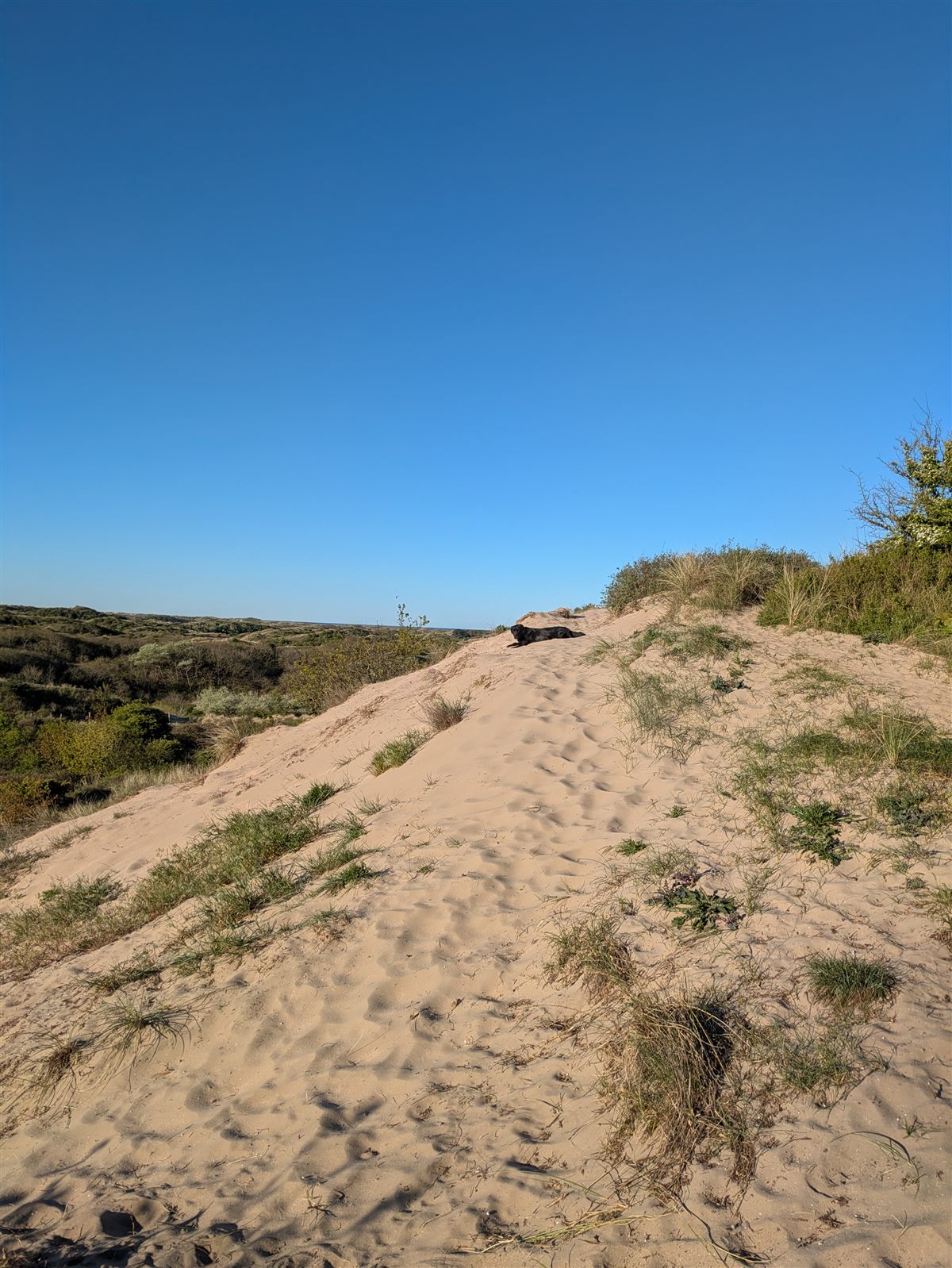 Wandelpad door de duinen